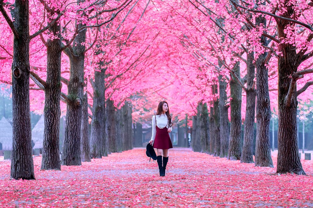 the Cherry Blossom Festival in Japan